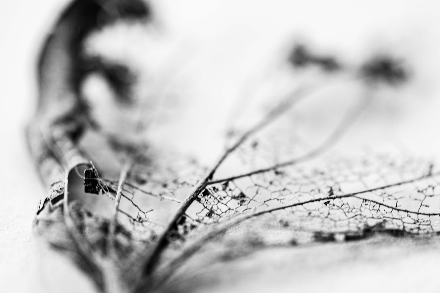 Leaf Skeleton No 11