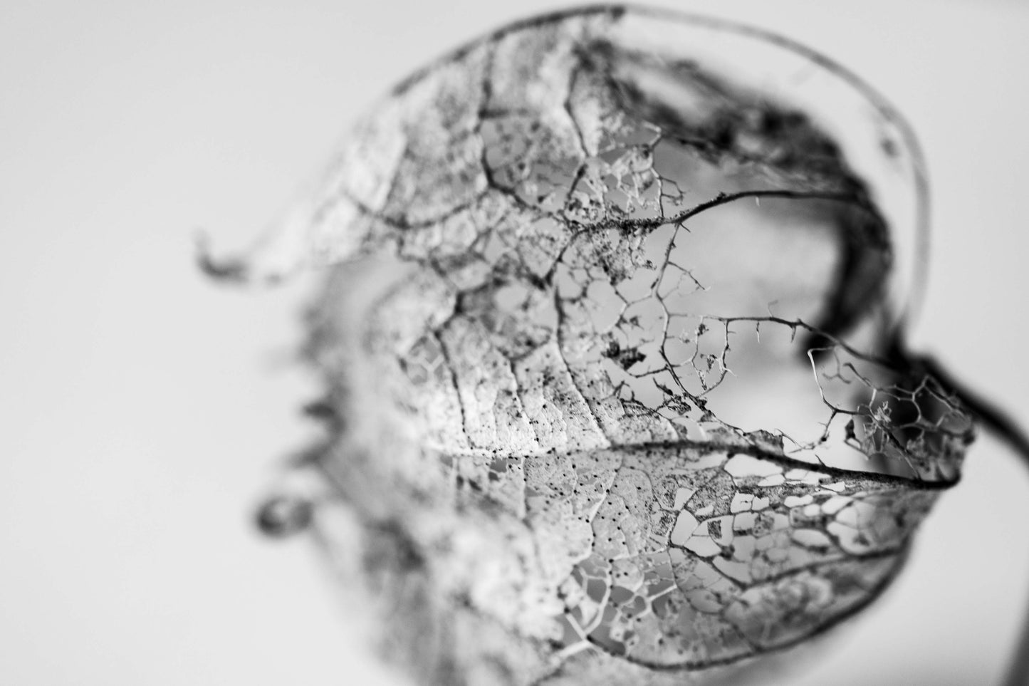 Leaf Skeleton No 12