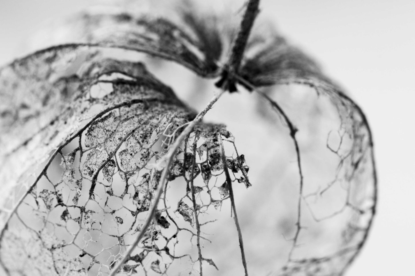 Study in Form Leaf Skeleton No 21