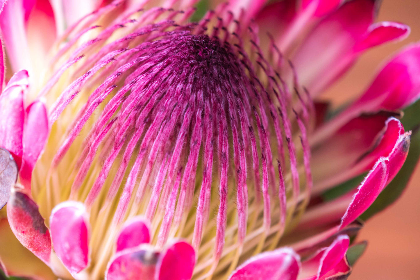 Botanical Study Protea No 7