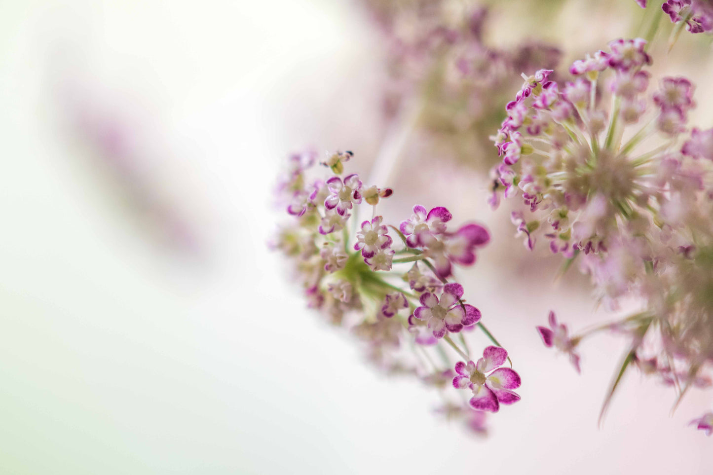 Botanical Study Queen Anne's Lace No 7