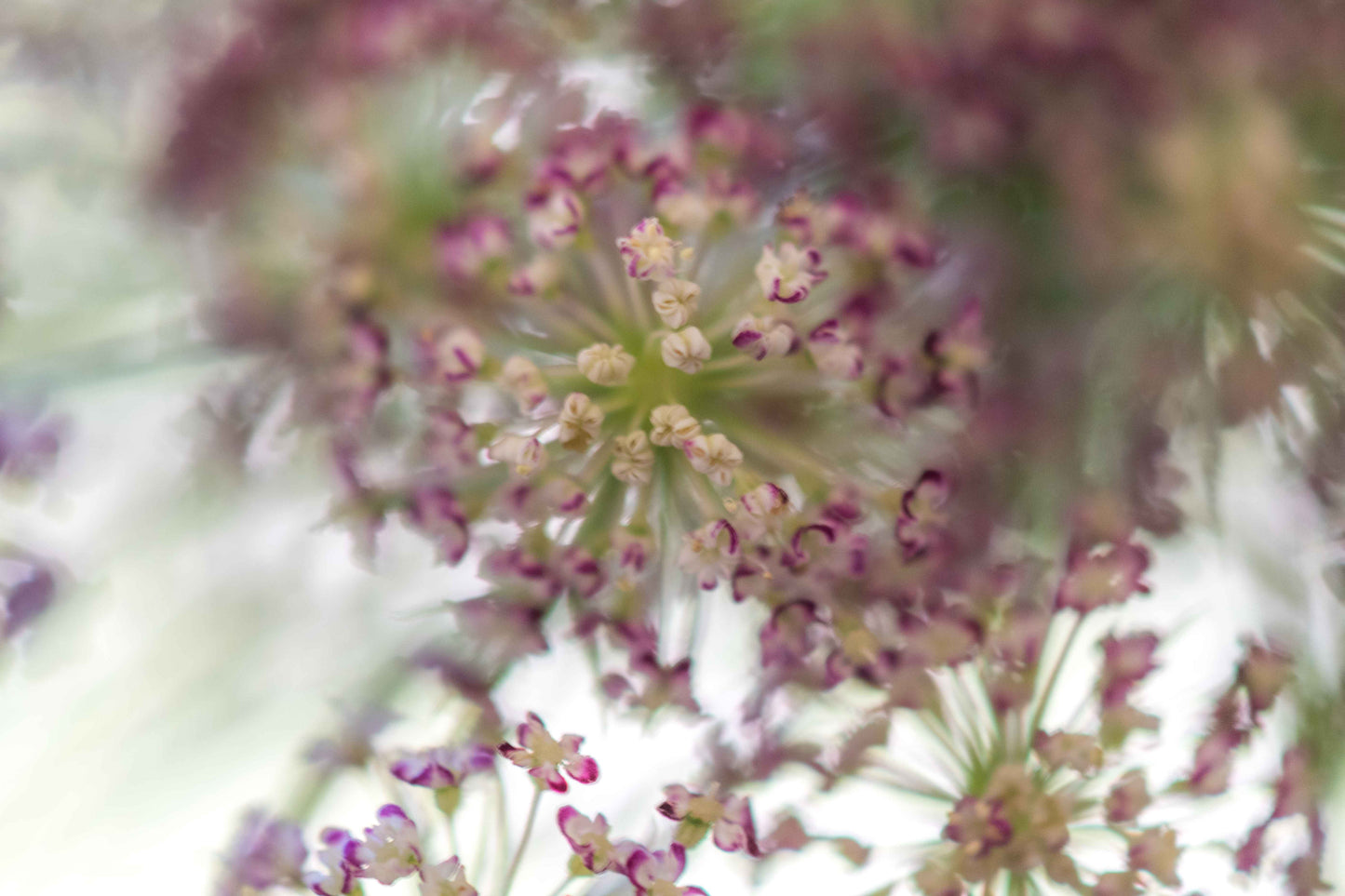 Botanical Study Queen Anne's Lace No 6