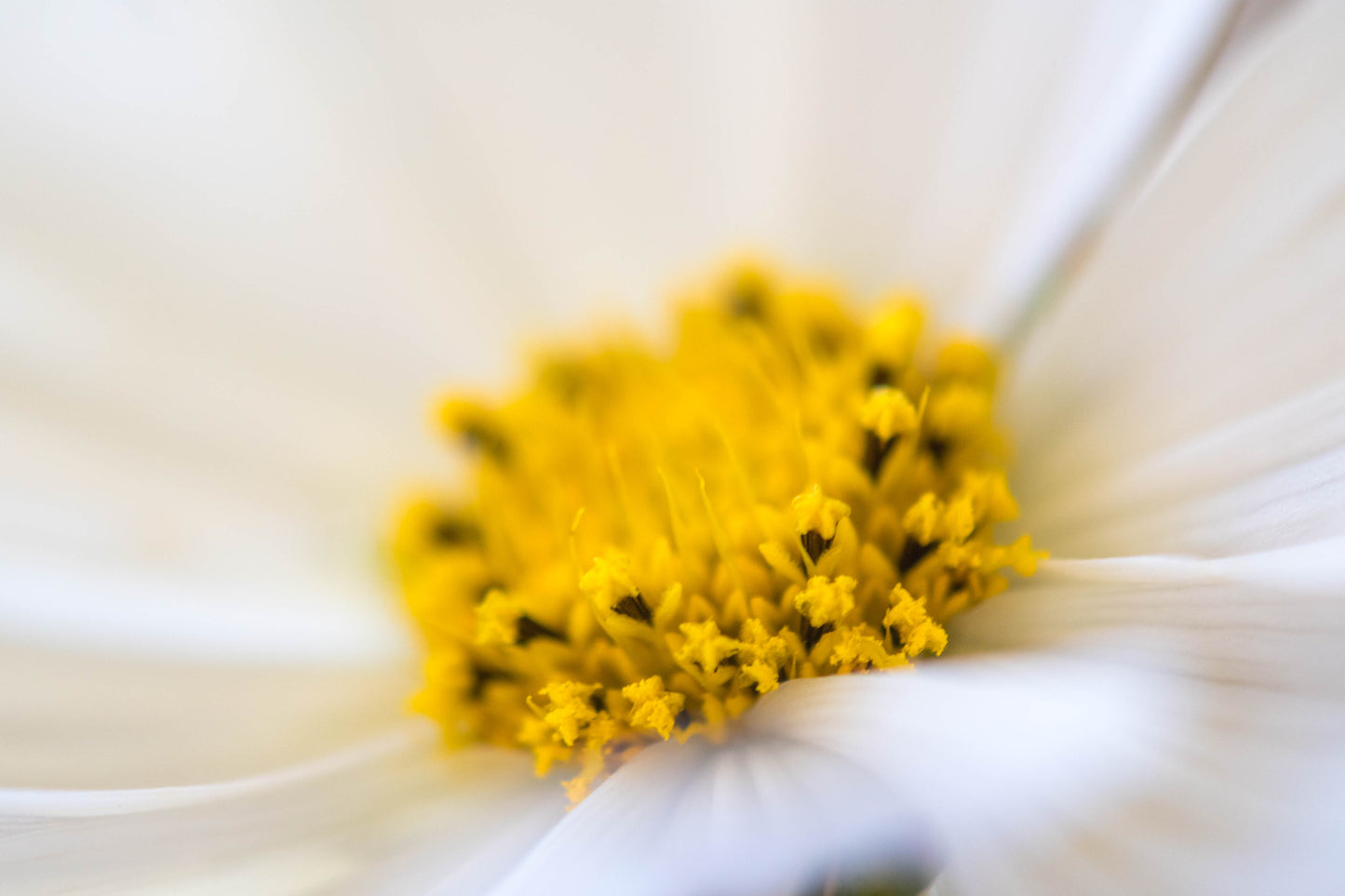 Botanical Study Cosmos No 8