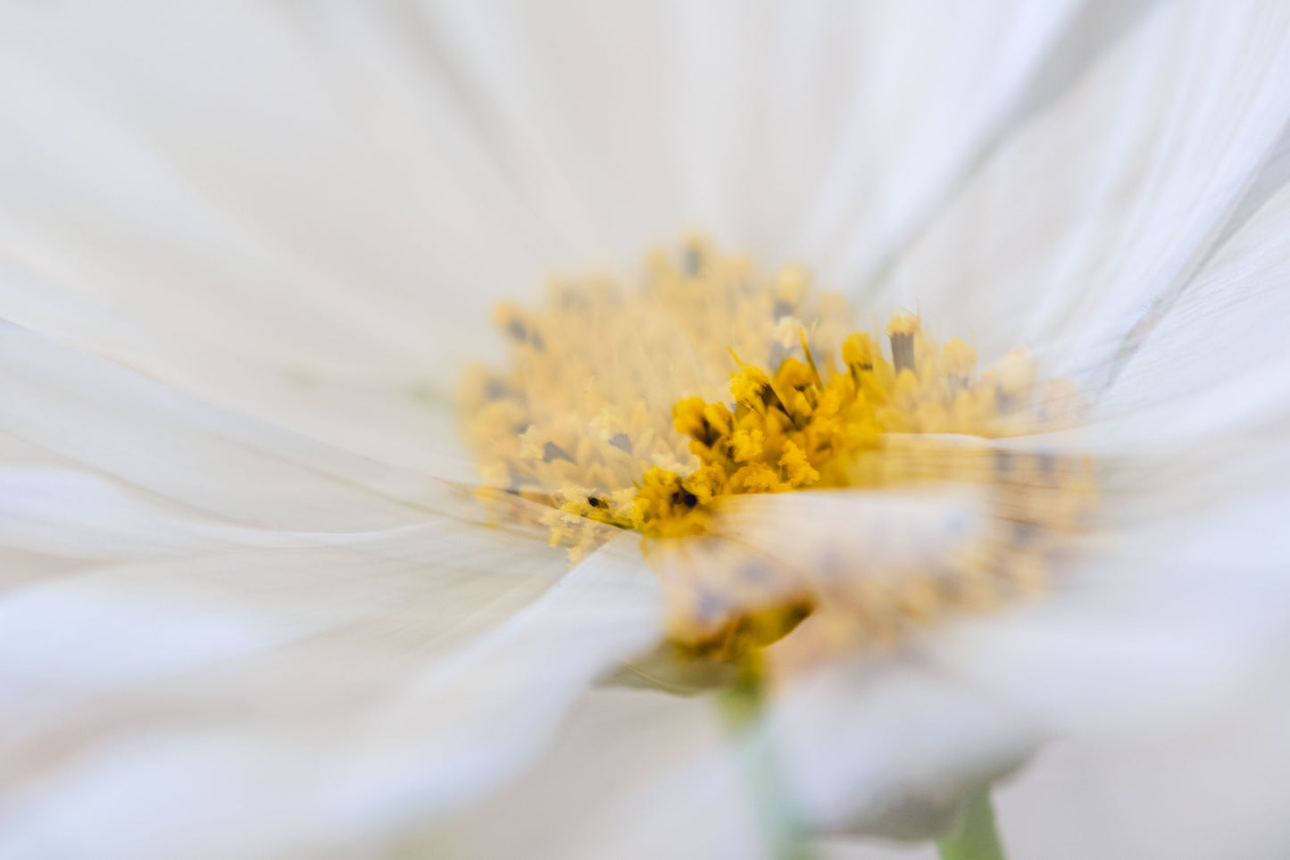 Botanical Study Cosmos No 15