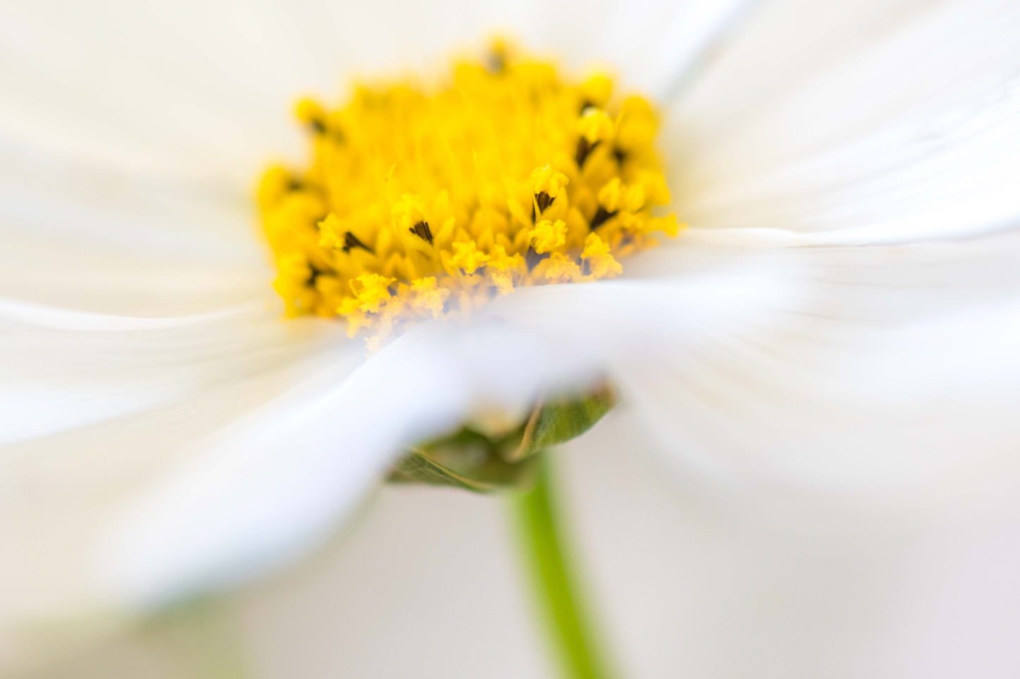 Botanical Study Cosmos No 3