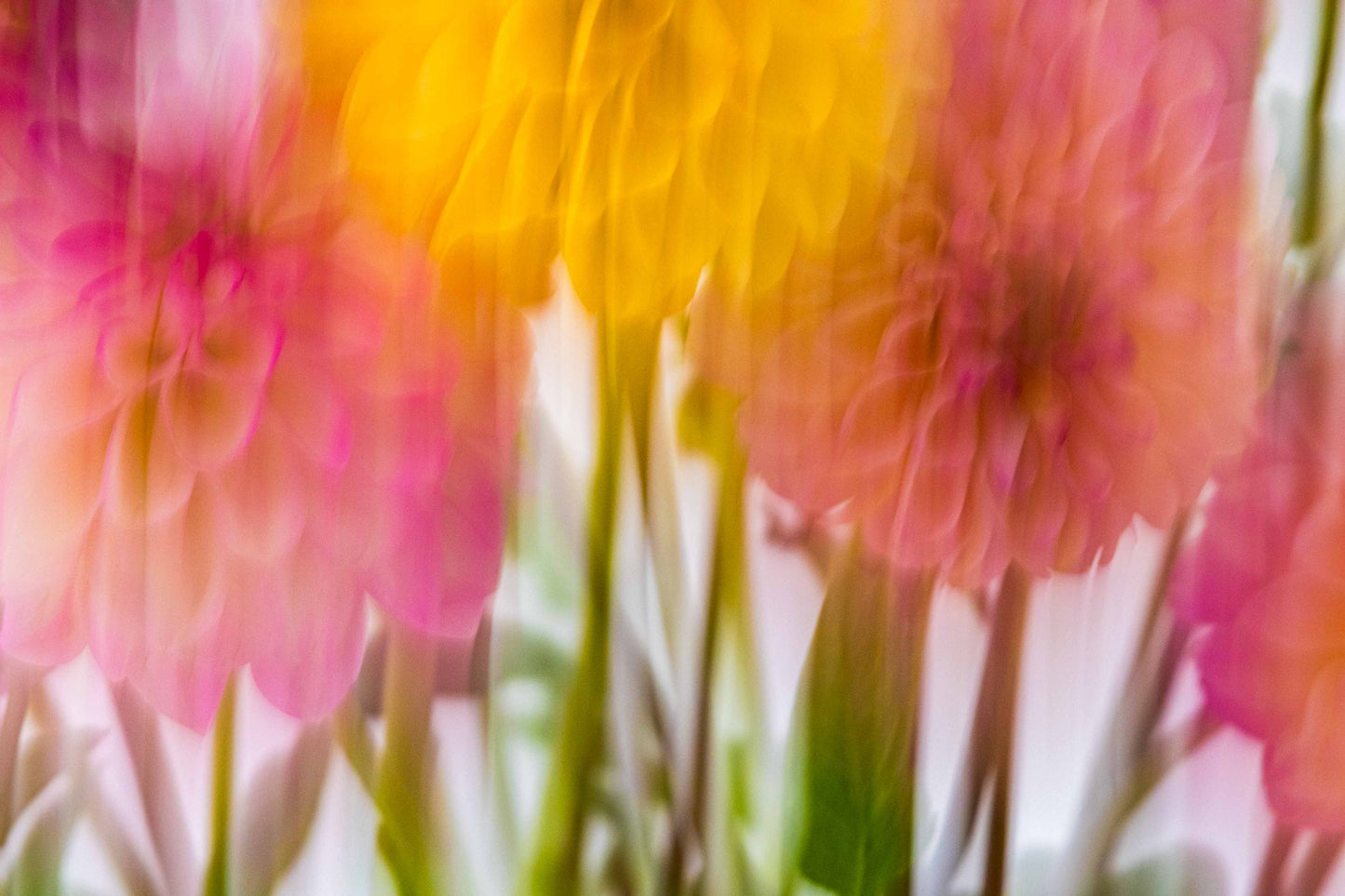 Botanical Study Dahlia No 5