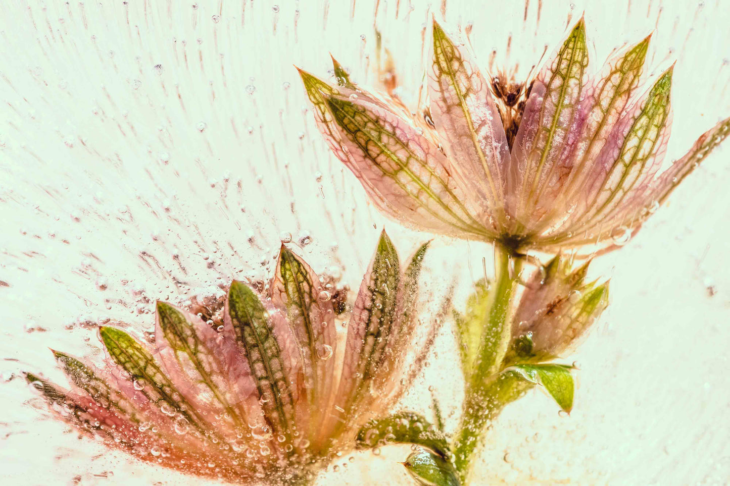 Botanical Frost No 26