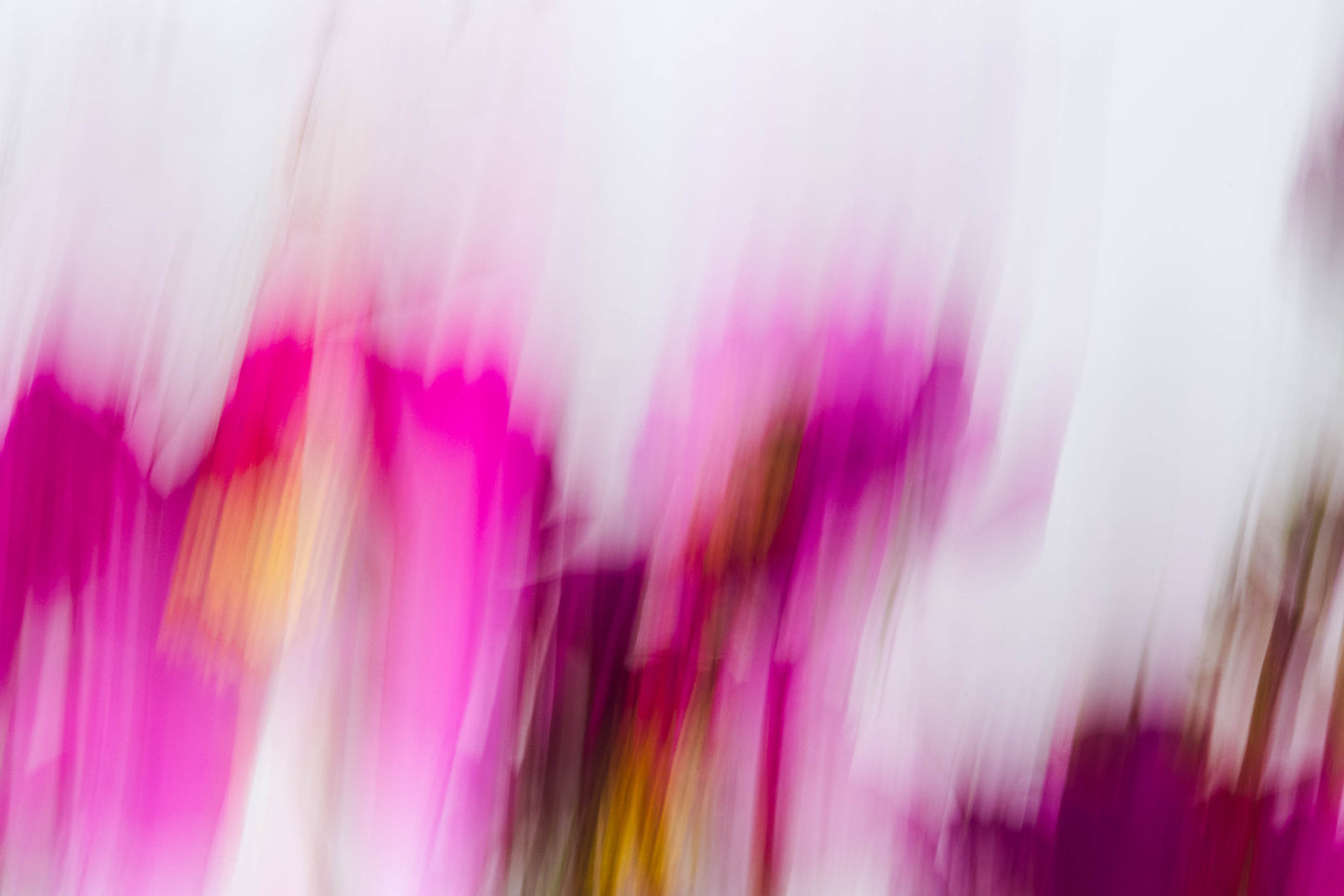 Botanical Study Cosmos No 17