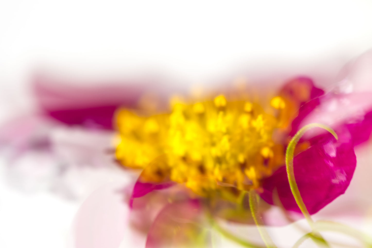 Botanical Study Cosmos No 18