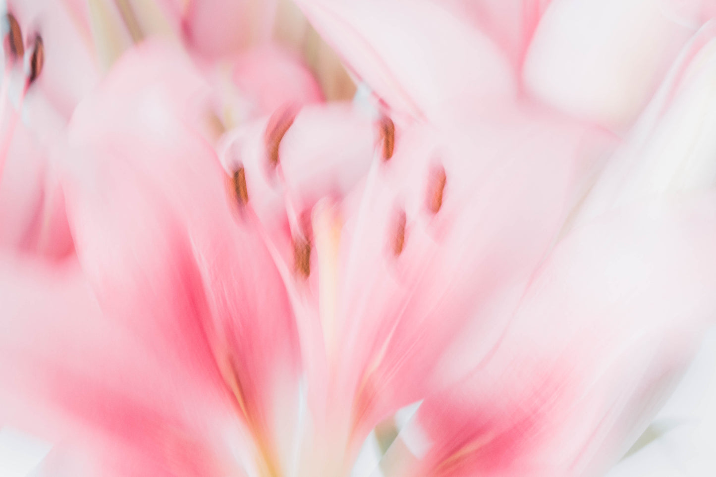 Botanical Study Lily No 9