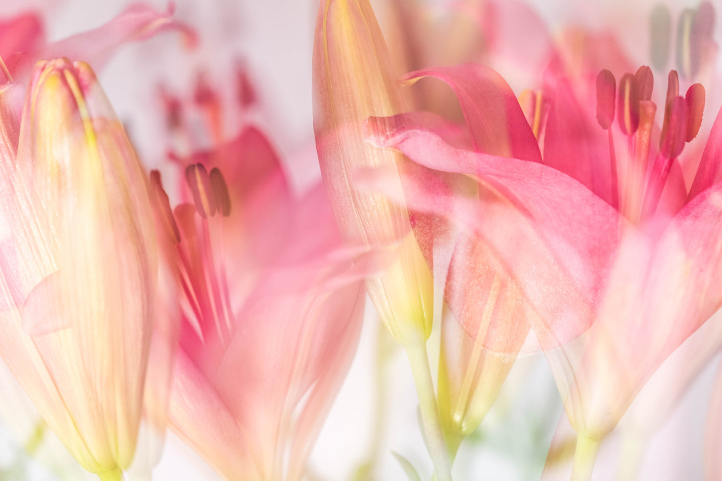 Botanical Study Lily No 8
