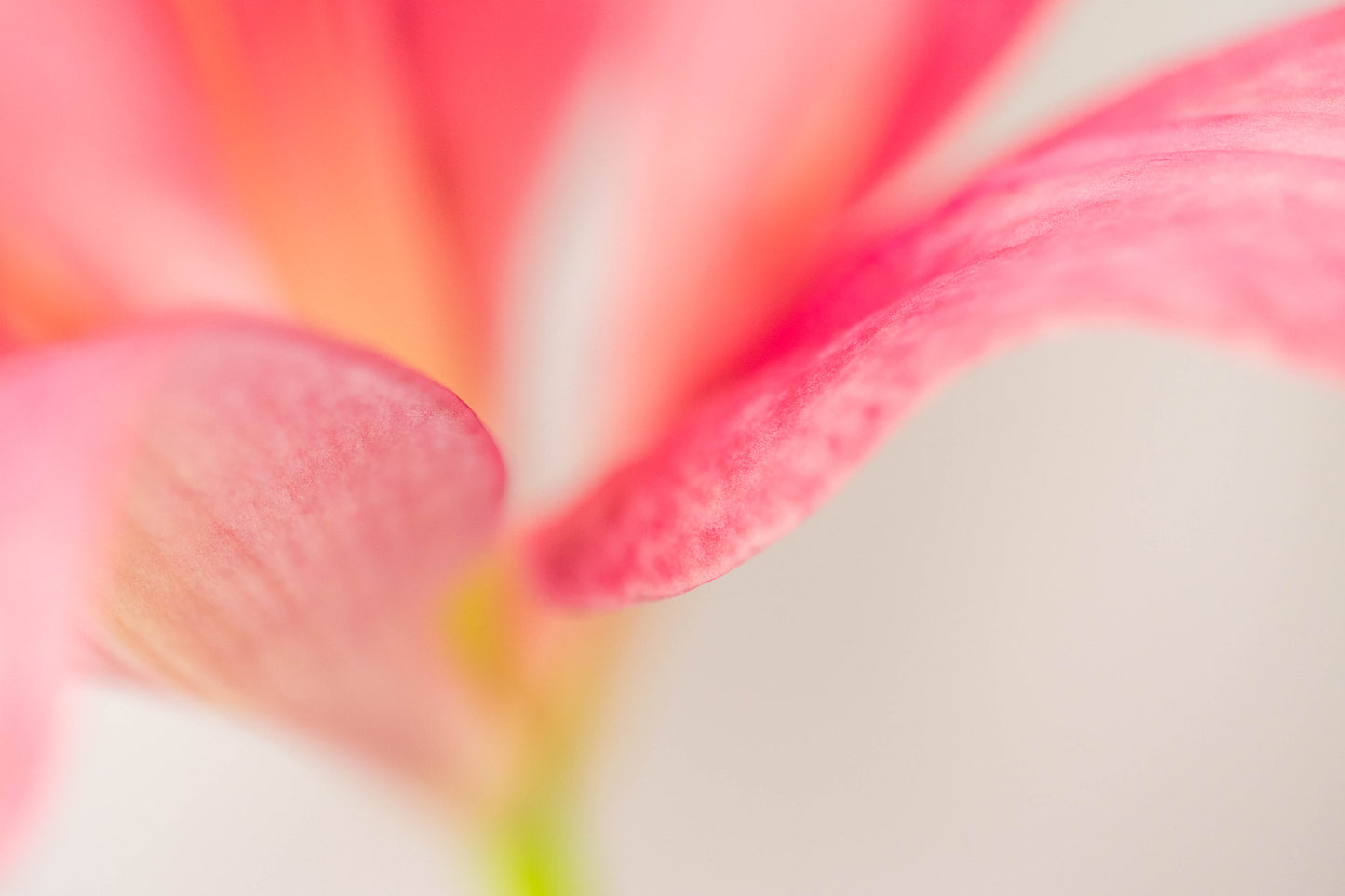Botanical Study Lily No 5