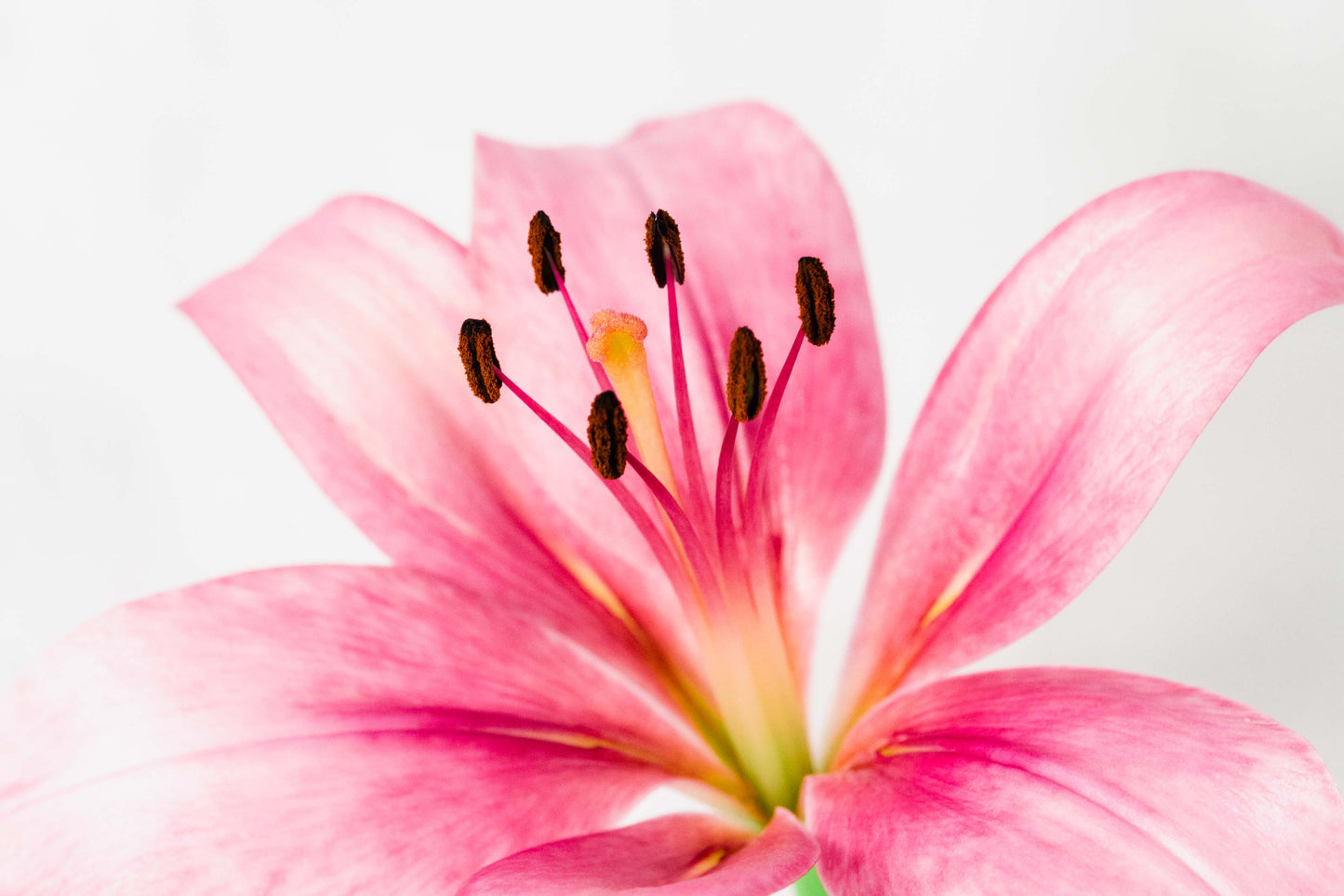 Botanical Study Lily No 4
