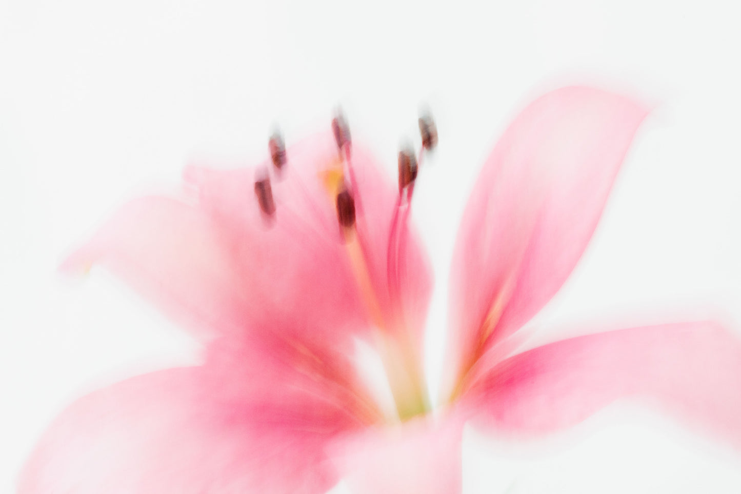Botanical Study Lily No 3