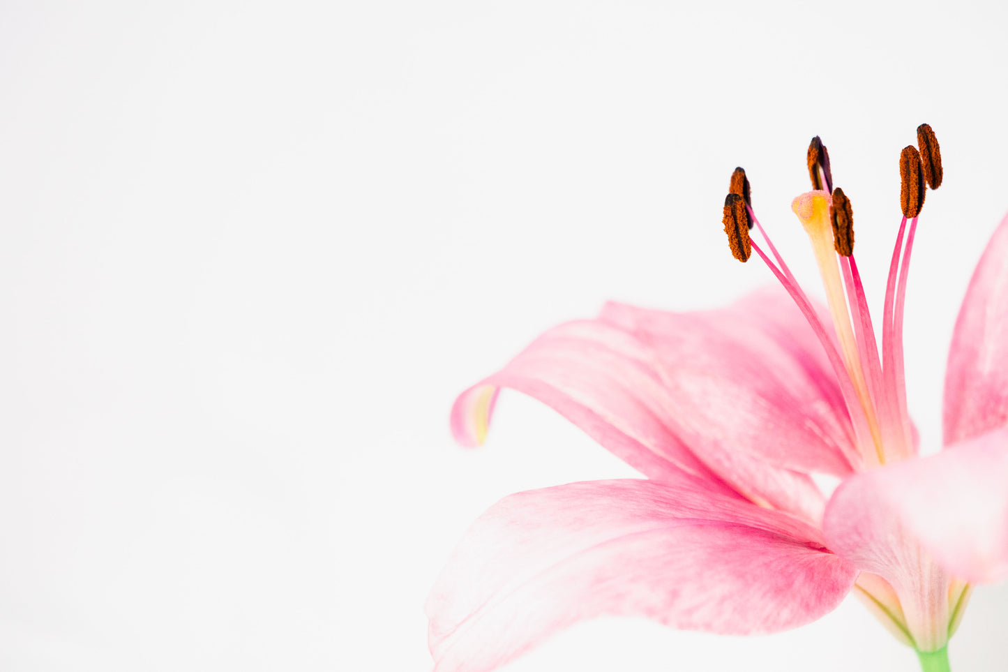 Botanical Study Lily No 1