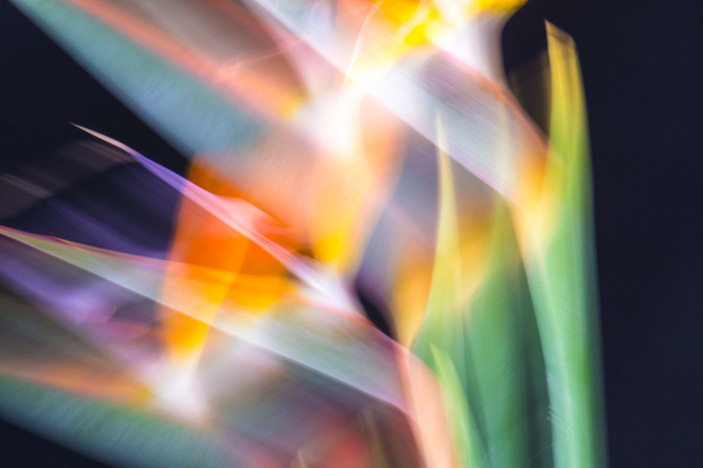 Botanical Study Strelitzia No 1