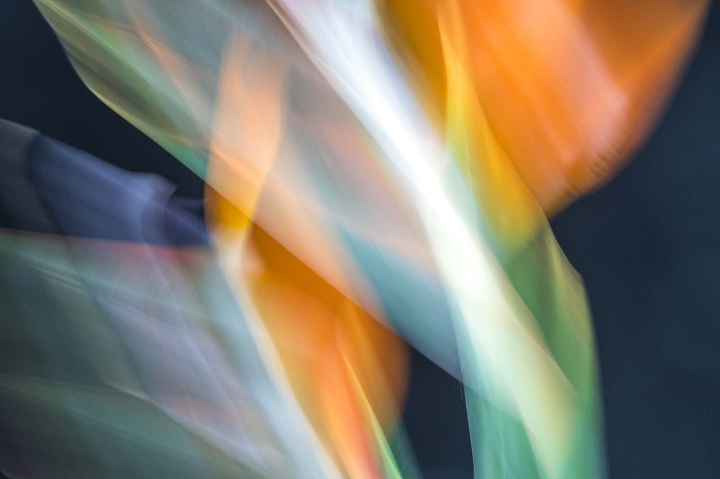 Botanical Study Strelitzia No 4