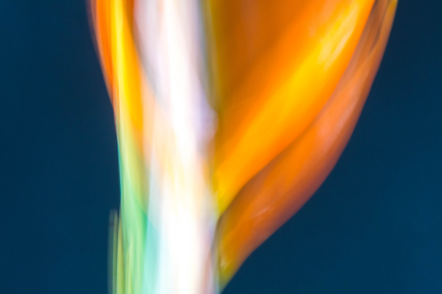 Botanical Study Strelitzia No 8