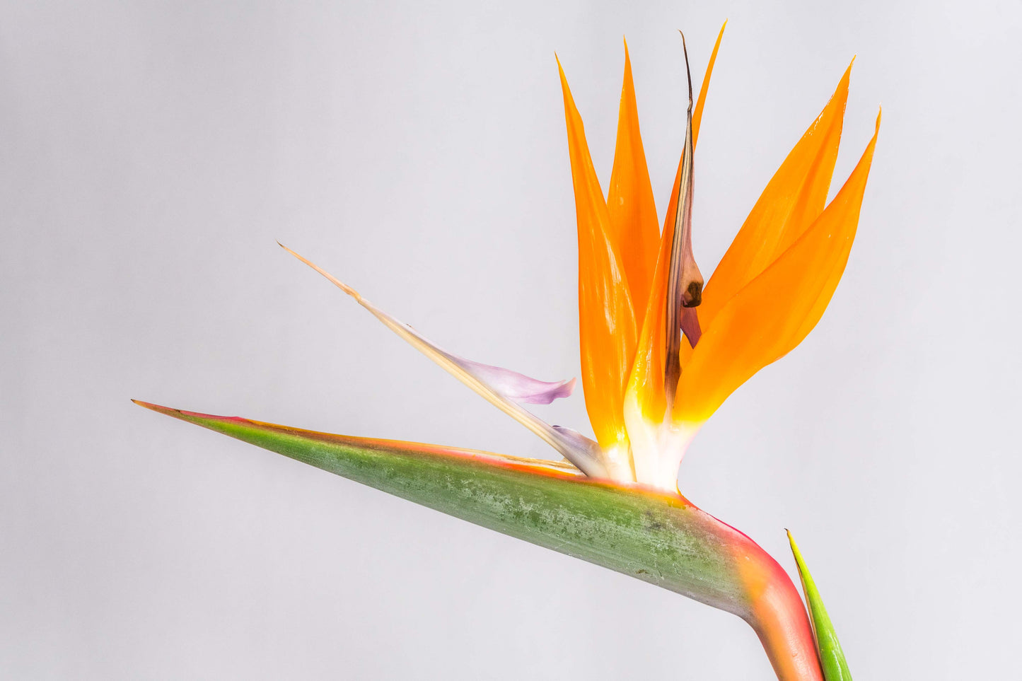 Botanical Study Strelitzia No 16