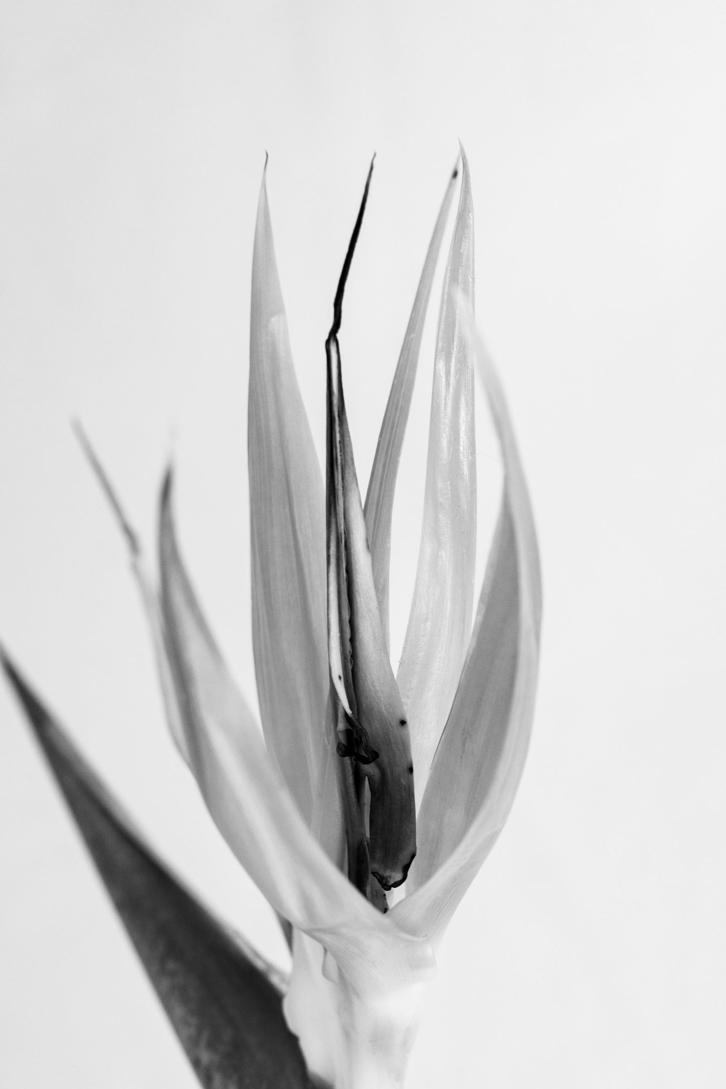Botanical Study Strelitzia No 18