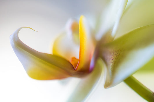 Botanical Study Orchid No 1