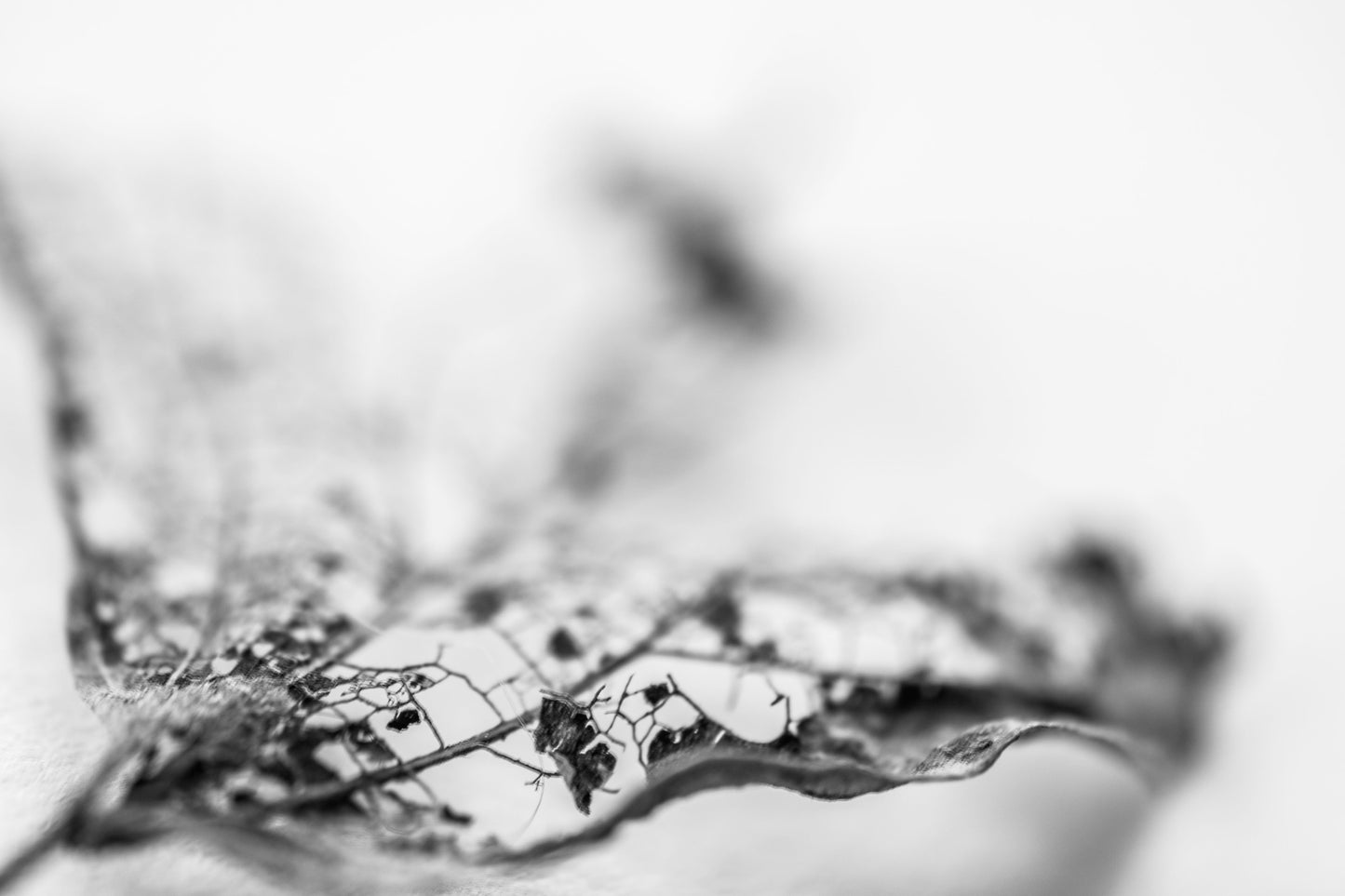 Leaf Skeleton No 10