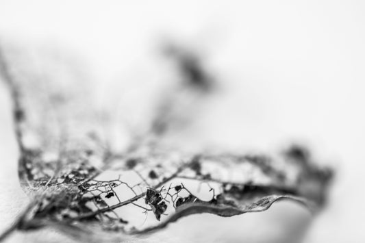 Leaf Skeleton No 10