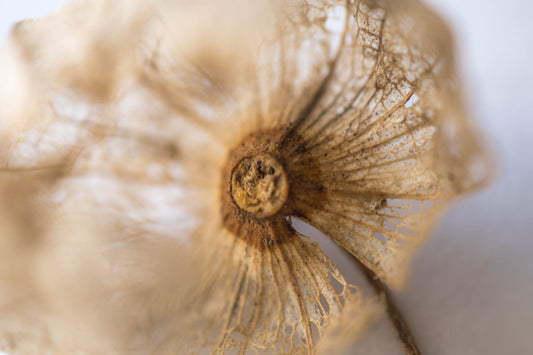 Study in Form Leaf Skeleton No 13