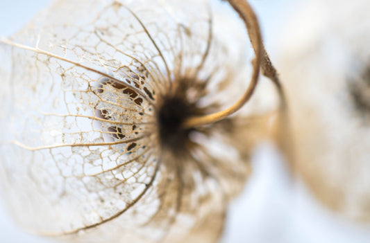 Study in Form Leaf Skeleton No 15