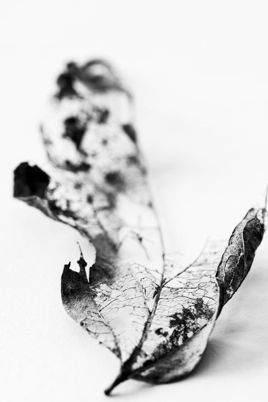 Study in Form Leaf Skeleton No 19