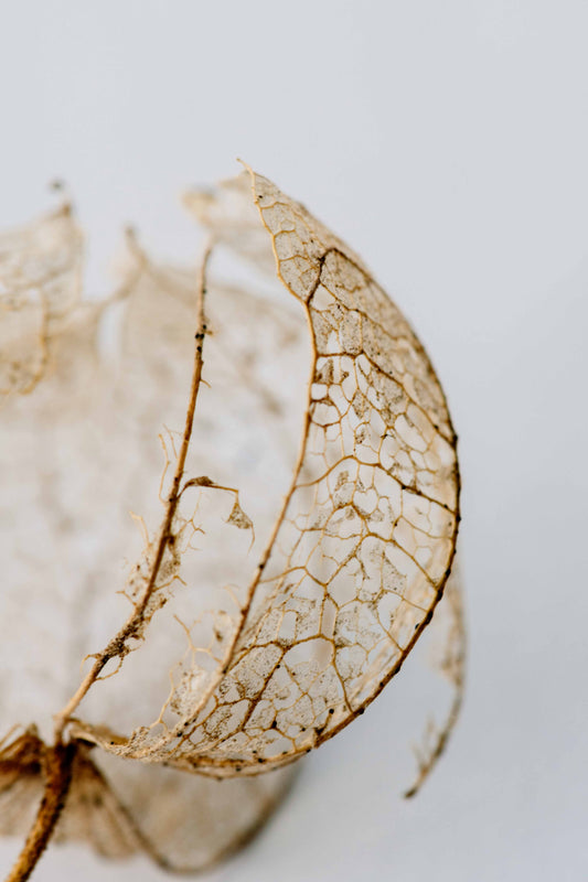 Study in Form Leaf Skeleton No 3