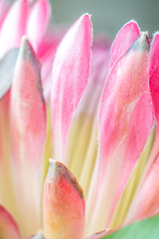 Botanical Study Protea No 5