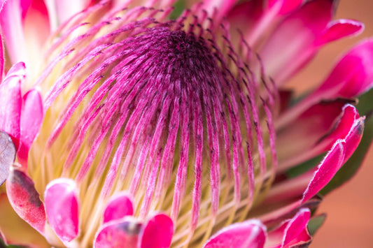 Botanical Study Protea No 7