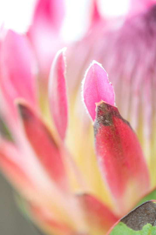 Botanical Study Protea No 8