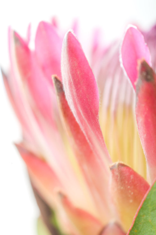 Botanical Study Protea No 12