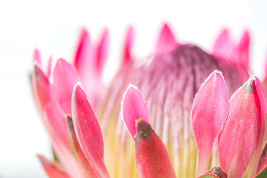 Botanical Study Protea No 13