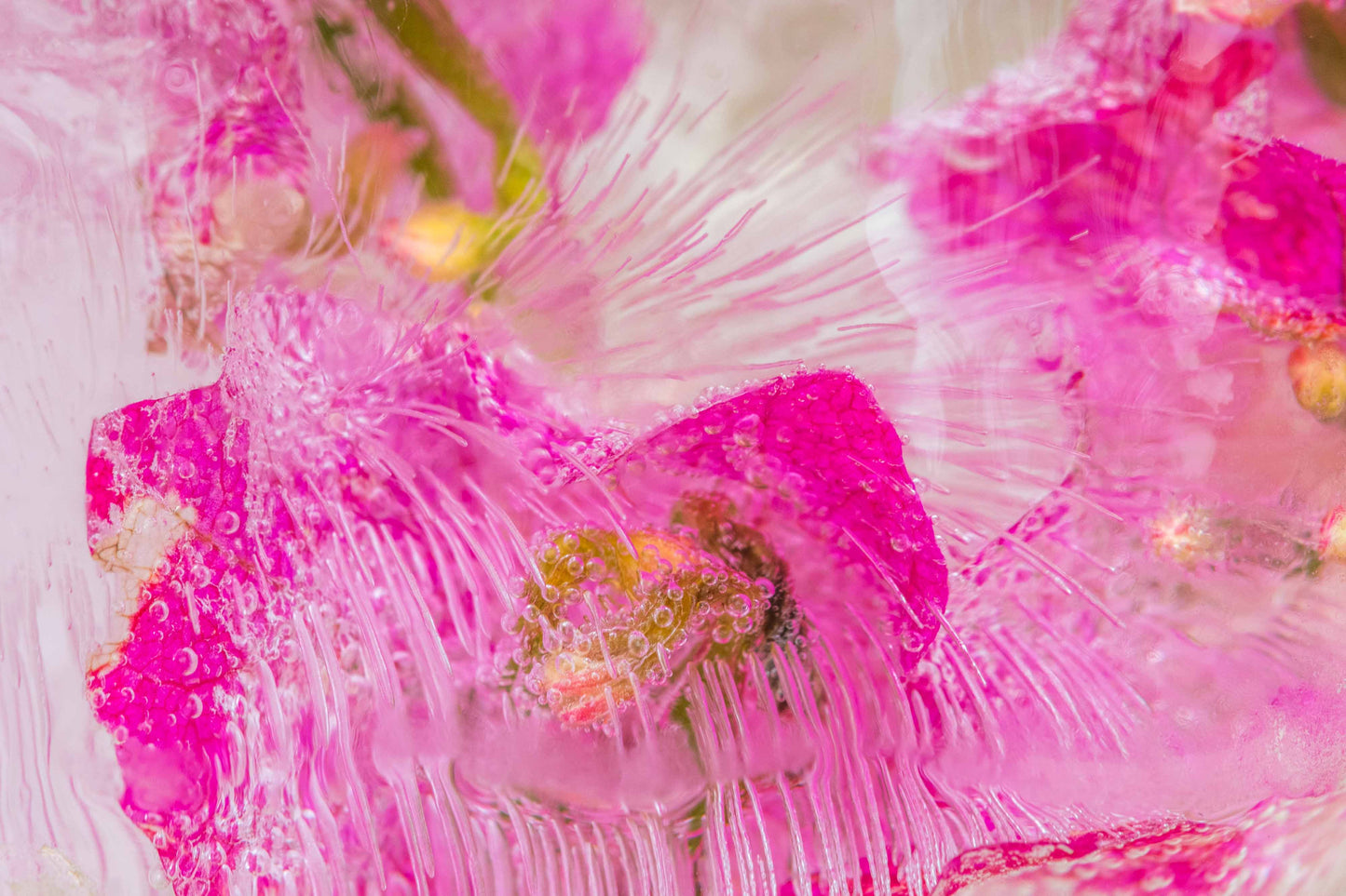 Botanical Frost No 16