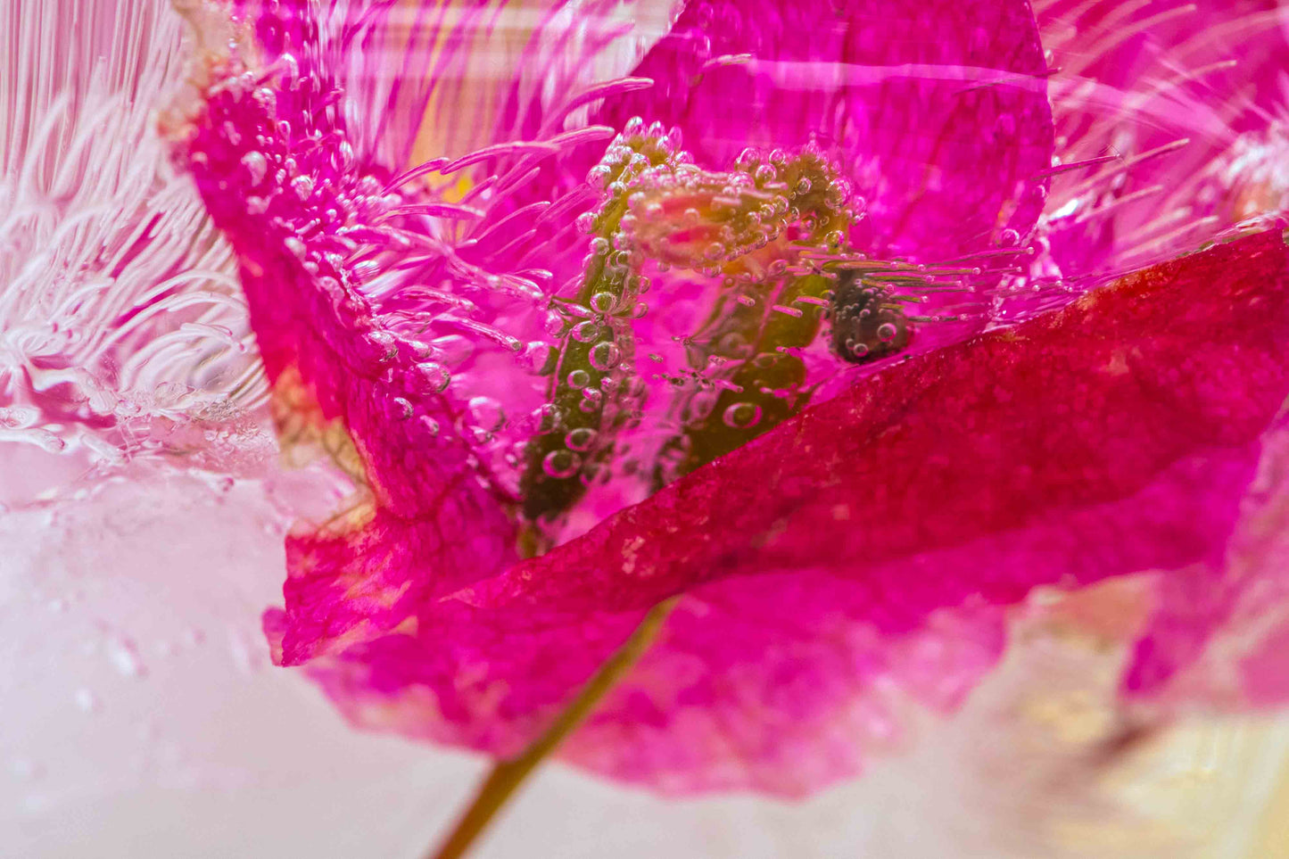 Botanical Frost No 21
