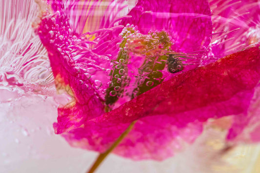 Botanical Frost No 21