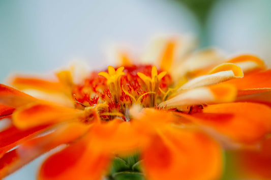Botanical Study Zinnia No 5