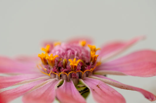 Botanical Study Zinnia No 3