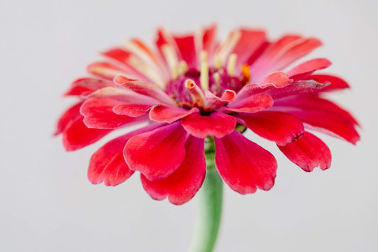 Botanical Study Zinnia No 15