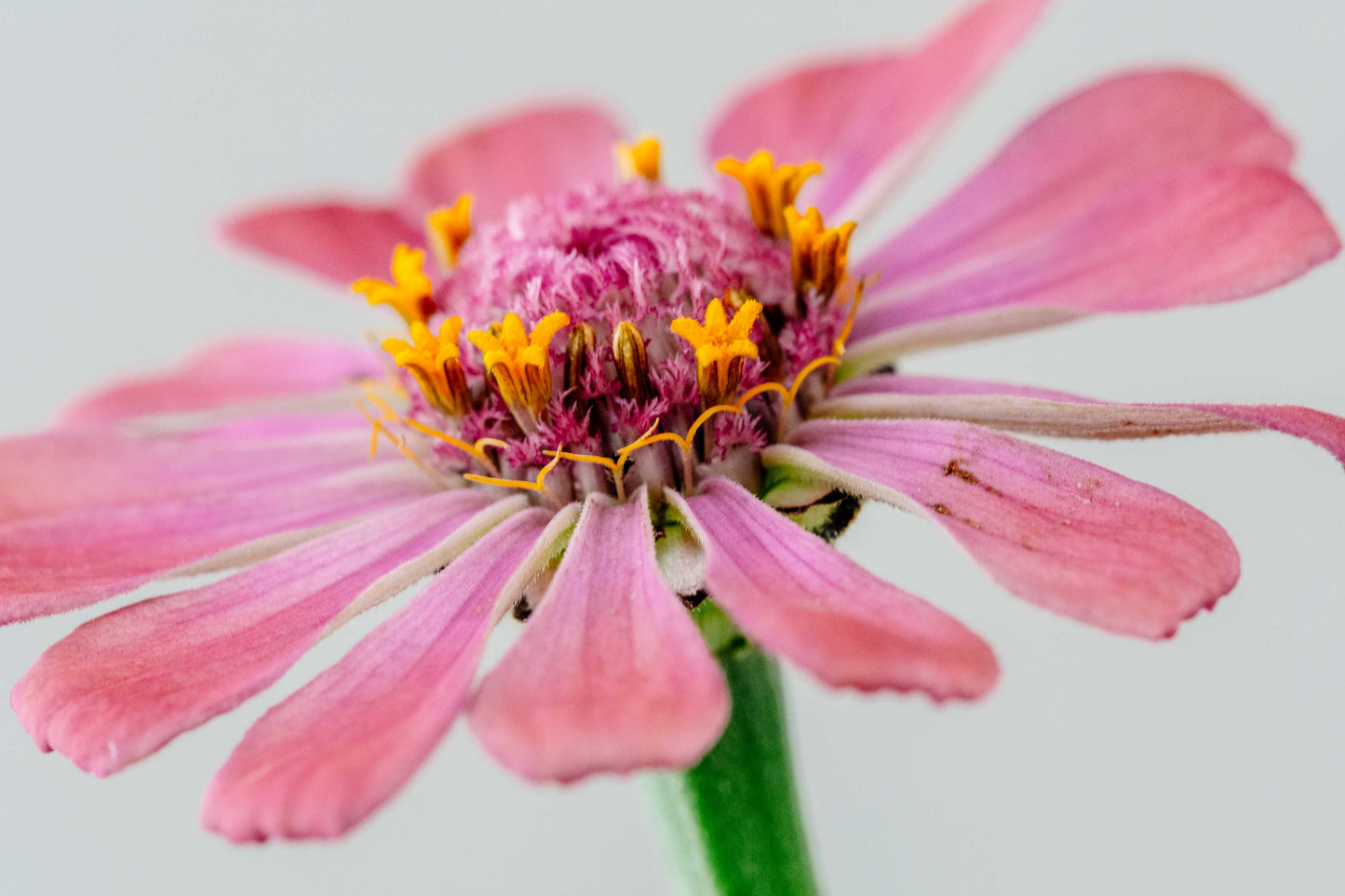 Botanical Study Zinnia No 7