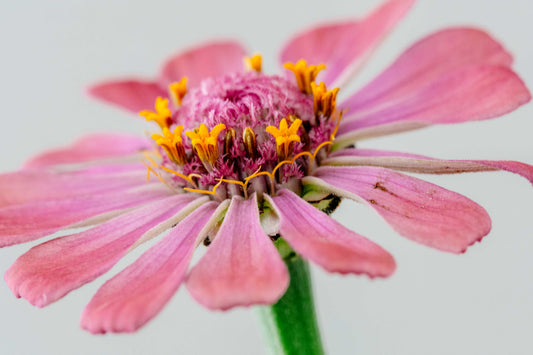 Botanical Study Zinnia No 7
