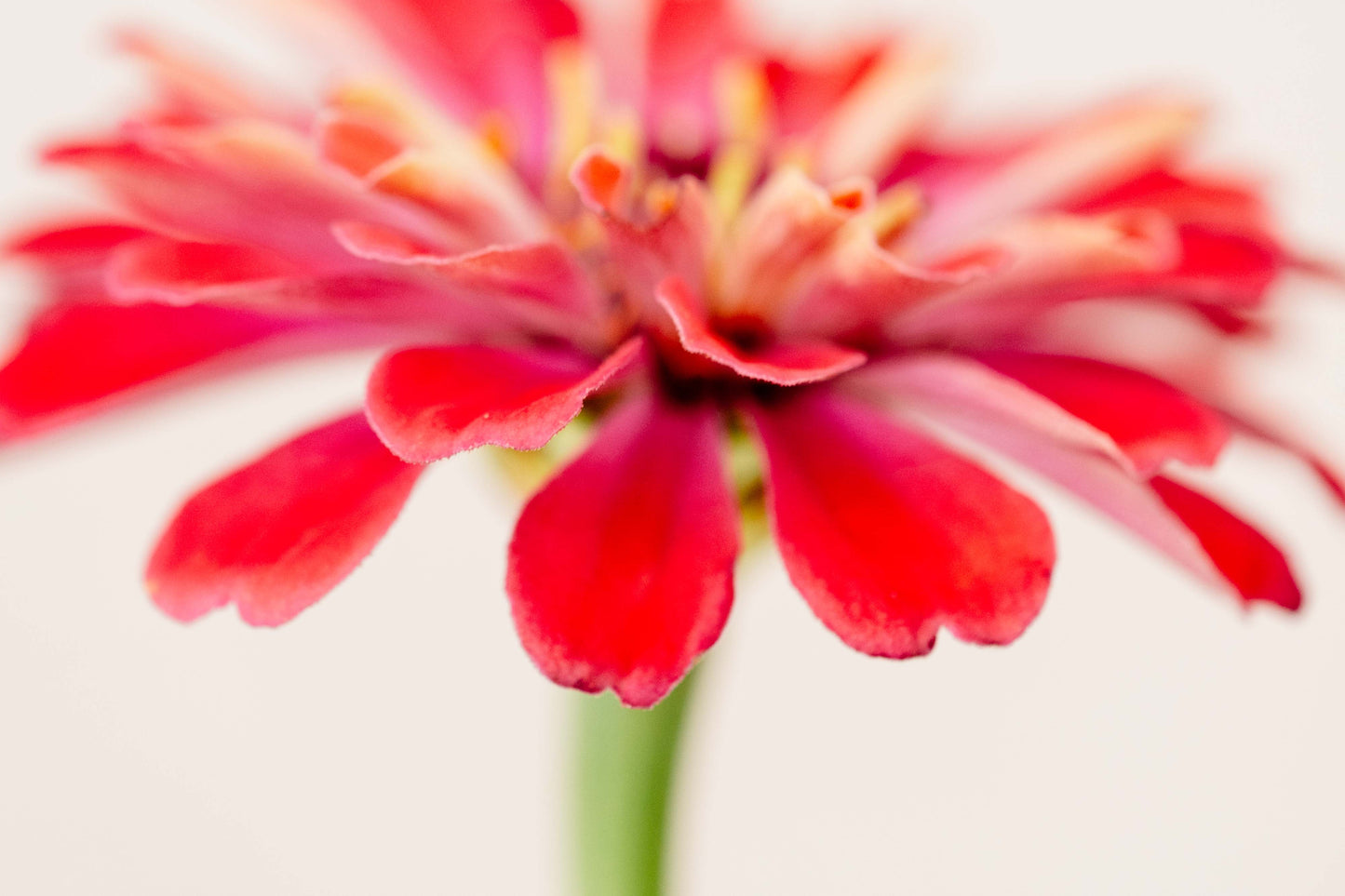 Botanical Study Zinnia No 13