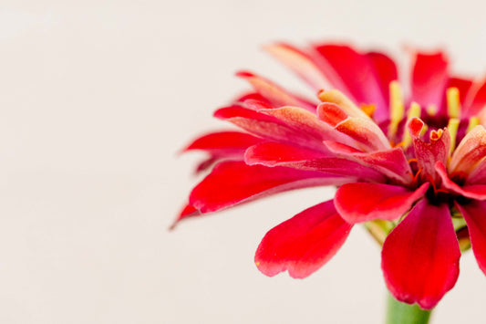 Botanical Study Zinnia No 14