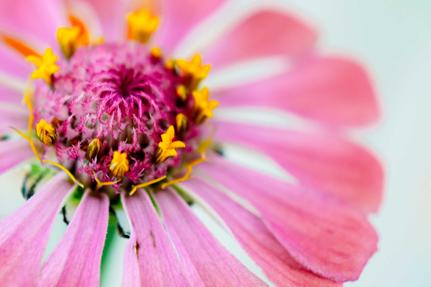 Botanical Study Zinnia No 8