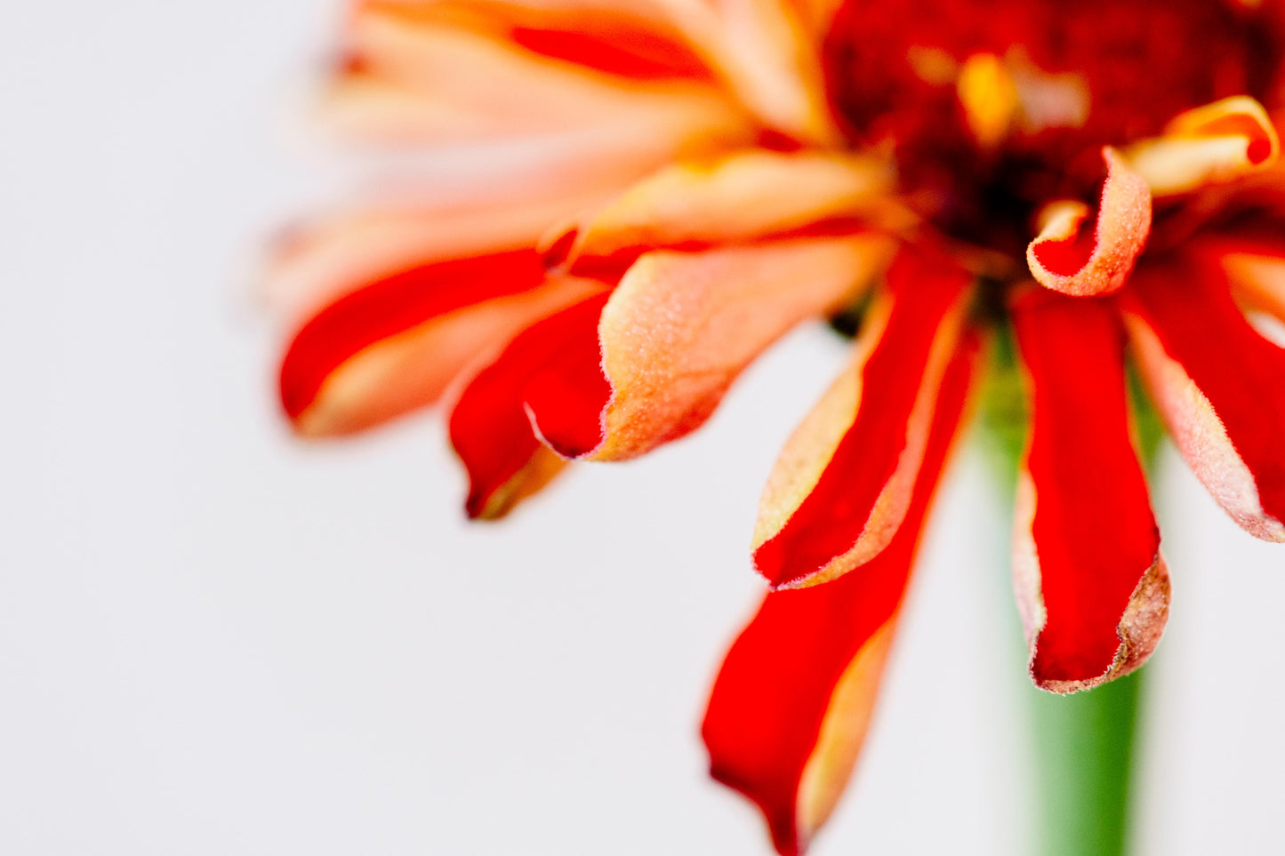 Botanical Study Zinnia No 9