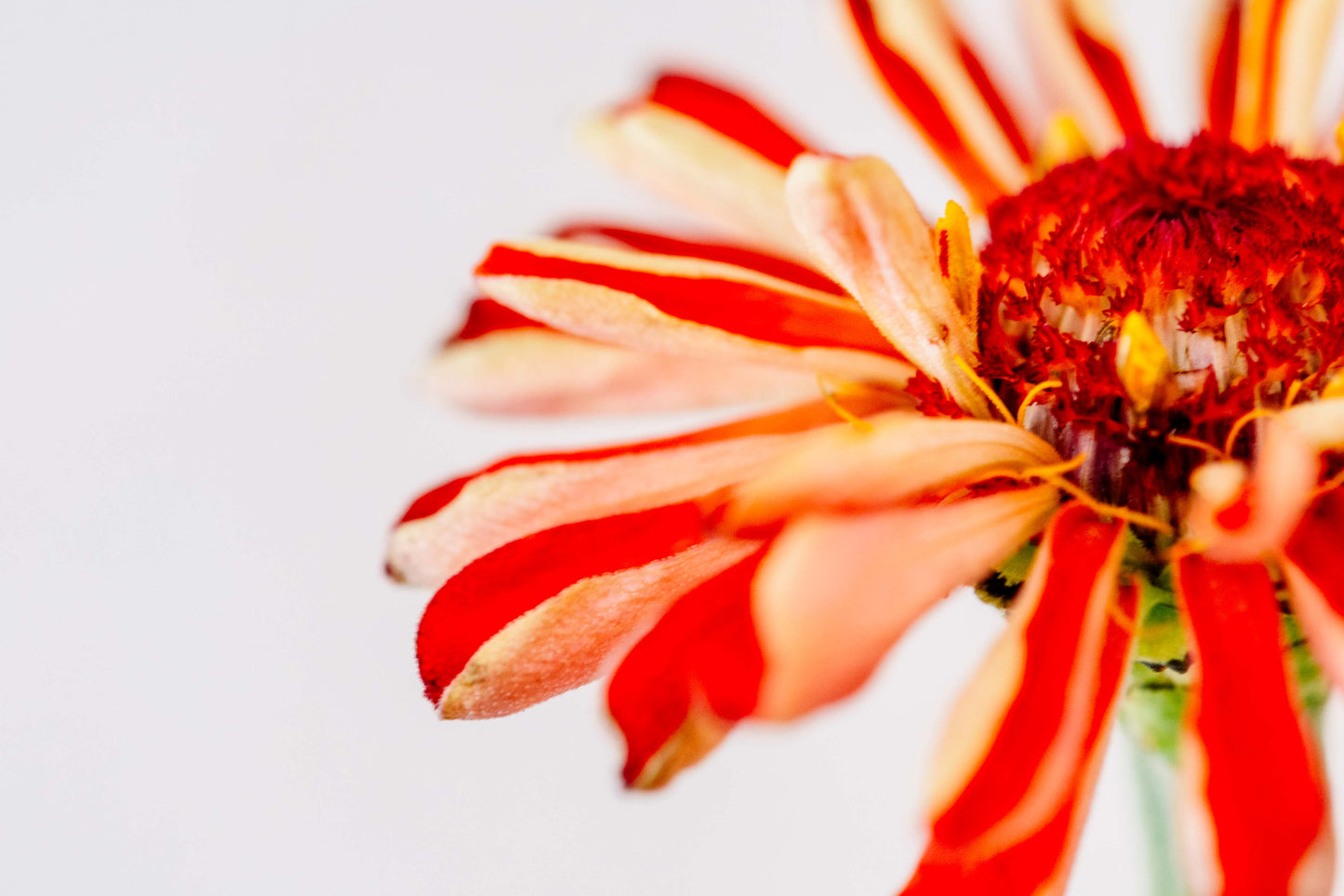 Botanical Study Zinnia No 10
