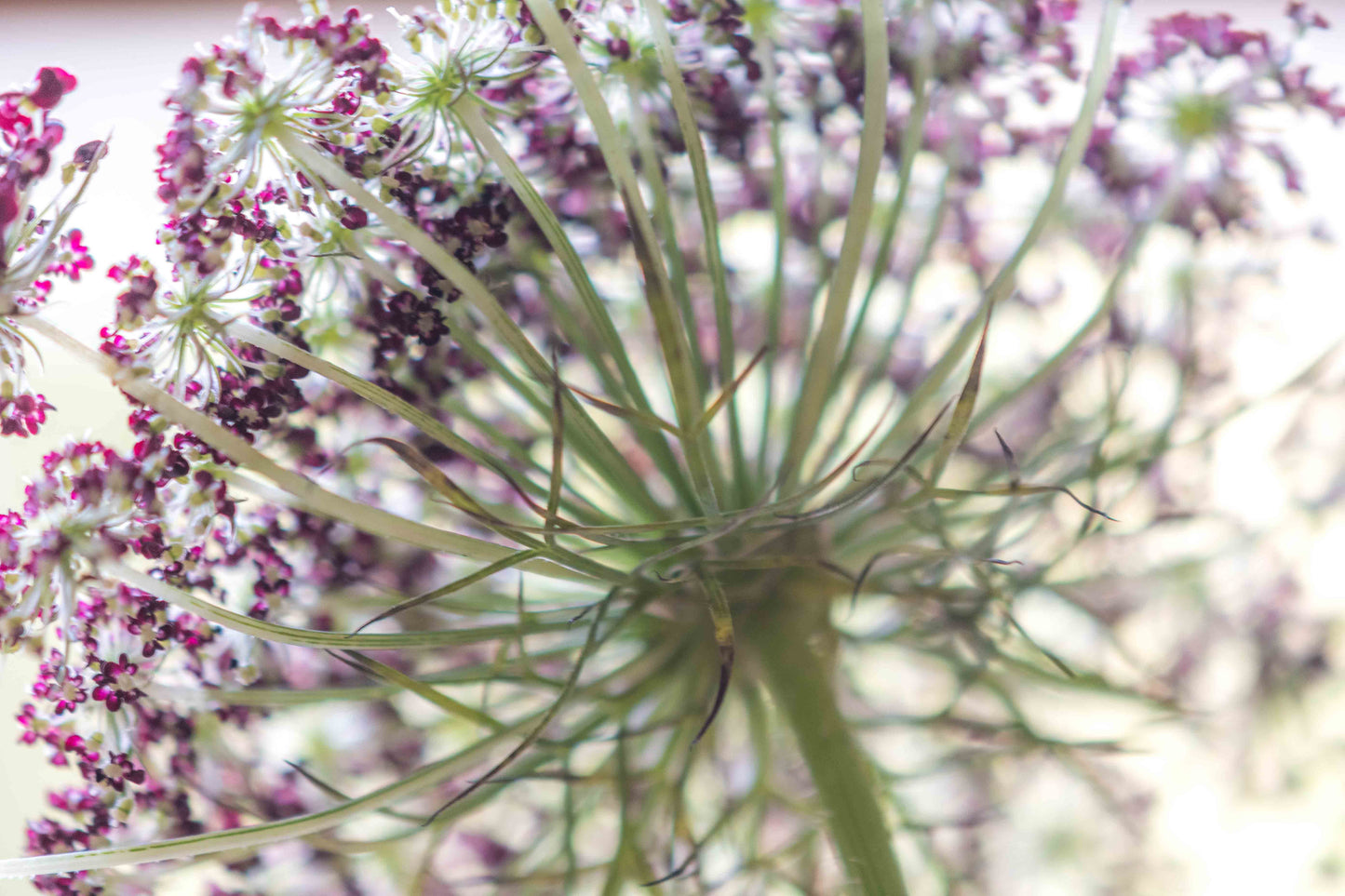 Botanical Study Queen Anne's Lace No 1